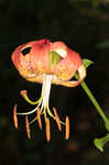 Carolina lily